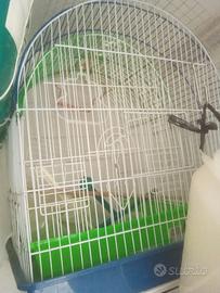2 gabbie per uccellini