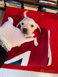 Cucciolo mini occhi azzurri