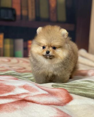 Cuccioli di Spitz nano Pomerania