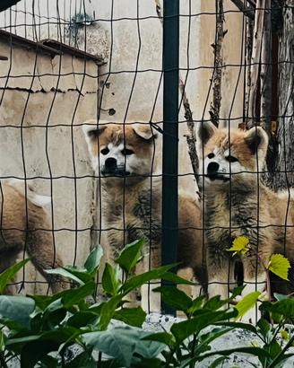 Cuccioli AKITA INU FULVO