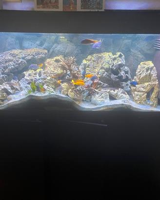 Acquario completo