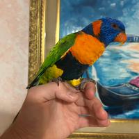 Lori arcobaleno allevato a mano