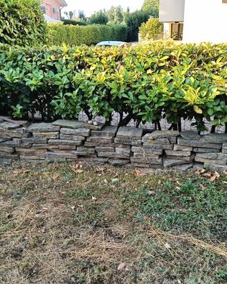 sassi piastrelle divisori per orto, giardino foto 