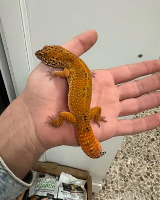 Gechi leopardini