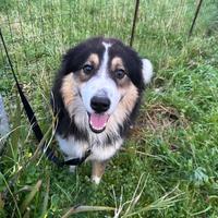 Pastore mix Bovaro Australiano di 2 anni