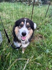 Pastore mix Bovaro Australiano di 2 anni