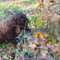 Lagotto romagnolo