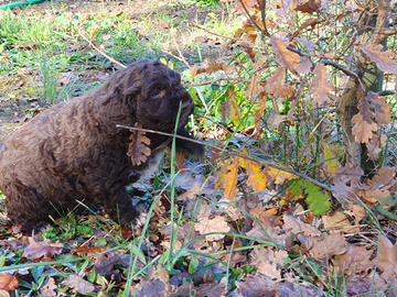 Lagotto romagnolo