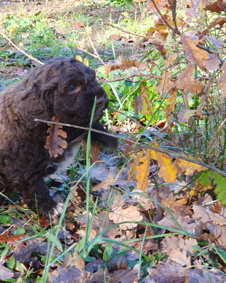 Lagotto romagnolo