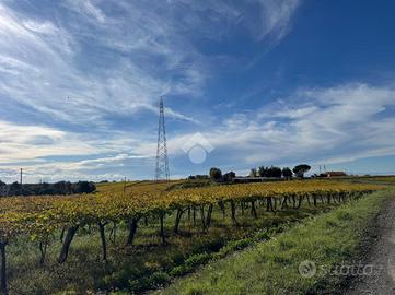 TER. AGRICOLO A ARDEA