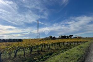 TER. AGRICOLO A ARDEA