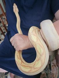 Boa Constrictor