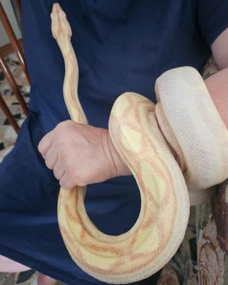 Boa Constrictor