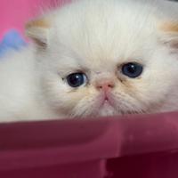 Exotic shorthair e persiani