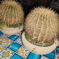 cuscino della suocera 