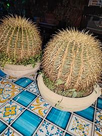 cuscino della suocera 