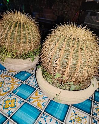 cuscino della suocera 