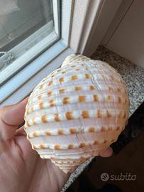 Conchiglia