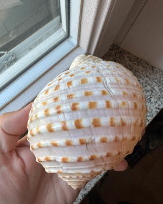 Conchiglia