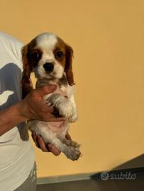 Cavalier King