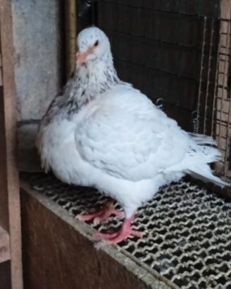 Piccioni California e texan