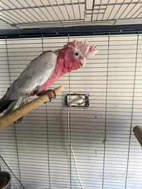 Cacatua roseicapilla