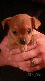 chihuahua Toy e volpino di Pomerania 