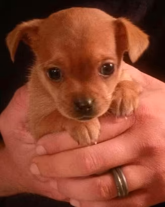chihuahua Toy e volpino di Pomerania 