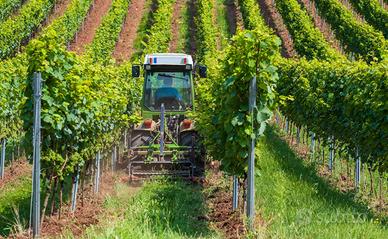 Diretto reimpianto vigneto