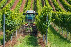 Diretto reimpianto vigneto