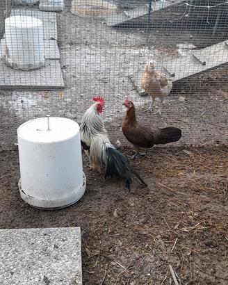 Coppia Phoenix onagadori argento