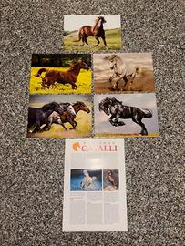 Immagini/mini poster cavalli