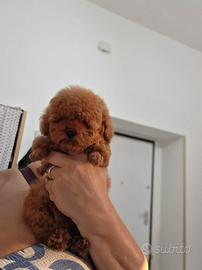 Barboncino barbone Toy , mini Toy Fulvo Enci