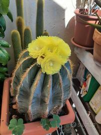 piante grasse cactus