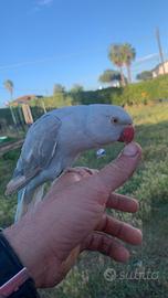 Parrochetto da collare femmina