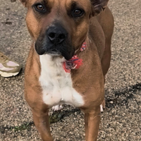 Cagnolina in adozione non riesce a trovare casa