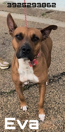 Cagnolina in adozione non riesce a trovare casa