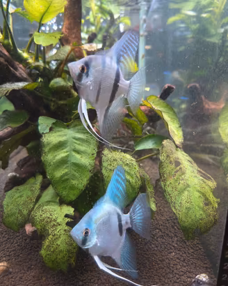 Pesci tropicali