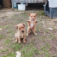 Cuccioli piccola taglia