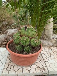 Cactus globoso con polloni