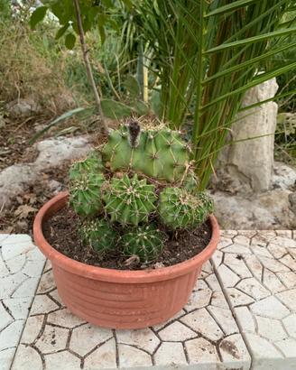 Cactus globoso con polloni