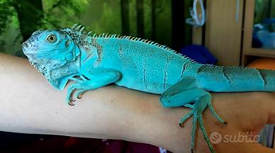 iguana blu