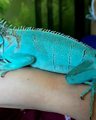 iguana blu