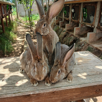Lepre nero focata, e cuccioli di gig. Grigio