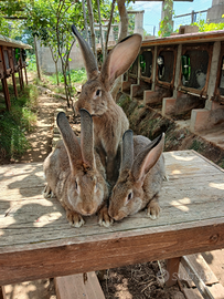 Lepre nero focata, e cuccioli di gig. Grigio