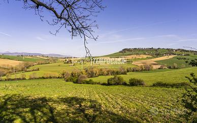 Terreni agricoli pianeggianti in zona Collevario!