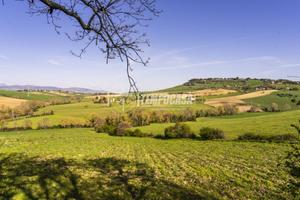 Terreni agricoli pianeggianti in zona Collevario!