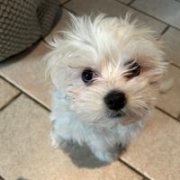 Cucciolo di Maltese