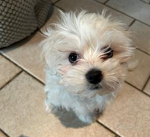 Cucciolo di Maltese