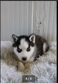 Fantastici Siberian Husky con pediggree enci
